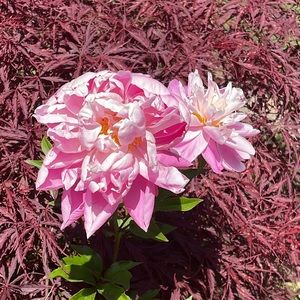 Meet your Posher, Jenny